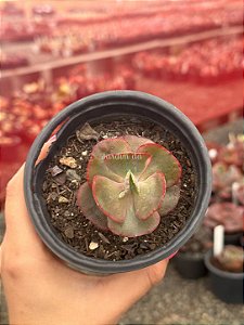 Echeveria mauna francesa