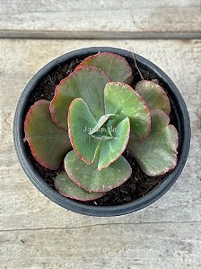 Echeveria Mauna francesa