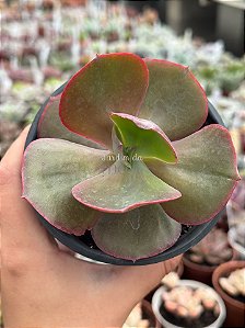 Echeveria Mauna francesa