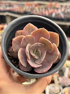 Echeveria painted frills híbrida