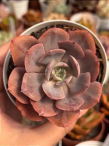 Echeveria painted frills híbrida