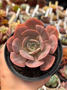 Echeveria painted frills híbrida
