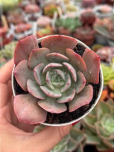 Echeveria painted frills híbrida