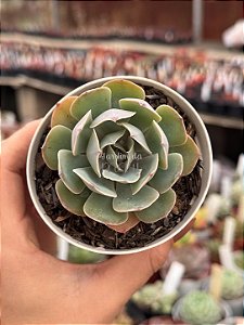 Echeveria blue ruffles