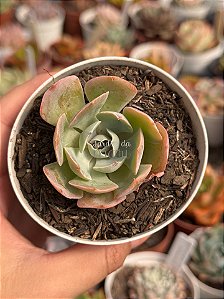 Echeveria blue ruffles