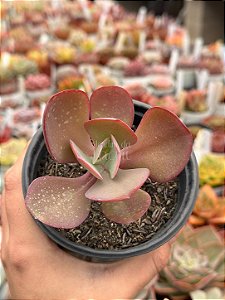 Echeveria angel wings reversa
