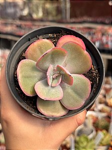 Echeveria angel wings reversa