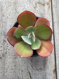 Echeveria angel  wings reversa