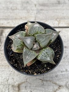 Haworthia wine swallow boy (importada)