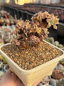 Aeonium sunburst cristata (bonsai +8 anos) 02