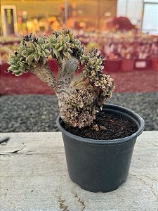 Aeonium sunburst cristata (bonsai 5 anos)