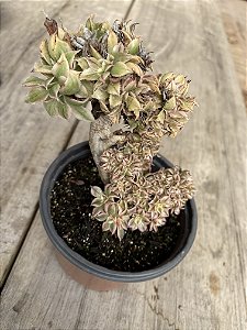 Aeonium sunburst cristata (bonsai)  02