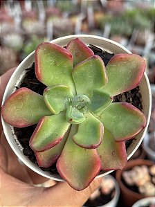 Echeveria setosa var. Oteroi