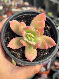 Echeveria golden glow