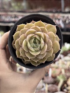Echeveria onslow