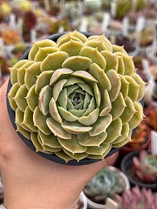 Echeveria onslow