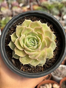 Echeveria onslow