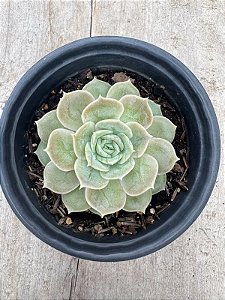 Echeveria onslow