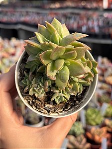 Echeveria agavoides gilva cristata