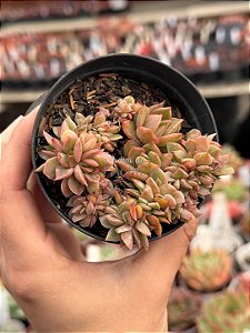 Echeveria agavoides gilva cristata