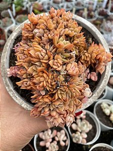 Echeveria agavoides gilva cristata