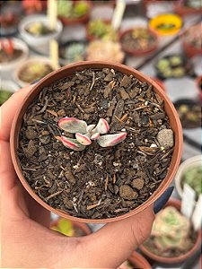 Cotyledon orbiculata var. flanaganii variegata (sem raiz)