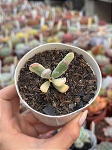 Cotyledon orbiculata var. flanaganii variegata
