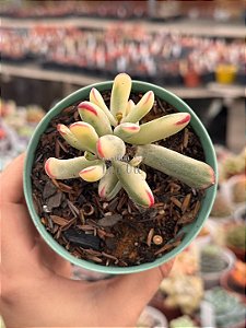 Cotyledon orbiculata var. flanaganii variegata