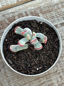 Cotyledon orbiculata var. flanaganii variegata