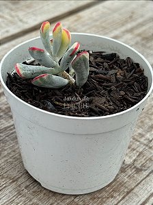 Cotyledon orbiculata var. flanaganii variegata ( sem raiz)