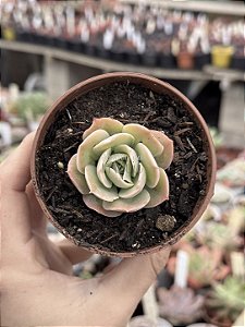 Echeveria bladerunner