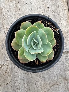 Echeveria bladerunner