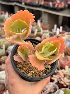 Kalanchoe krinkle red