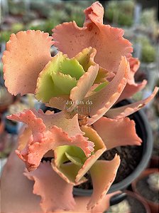 Kalanchoe krinkle red