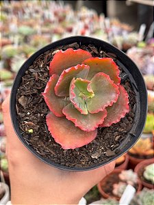 Echeveria cupeno