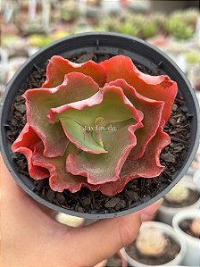 Echeveria cupeno