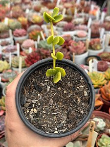 Peperomia tetraphylla hope