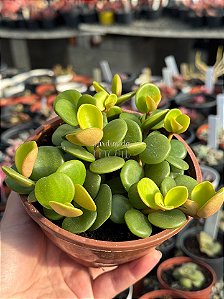 Peperomia tetraphylla hope