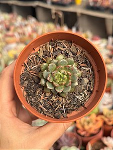 Echeveria swallow (tamanho plug)
