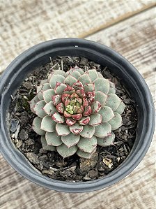 Echeveria swallow