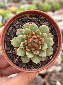 Echeveria swallow
