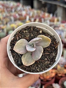 Echeveria decora variegata
