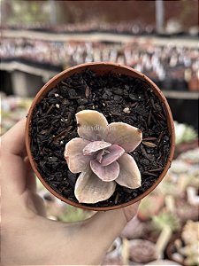 Echeveria decora variegata