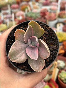Echeveria decora variegata