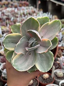 Echeveria decora variegata