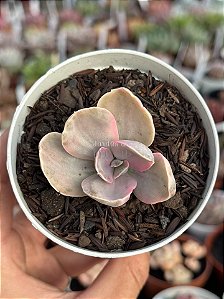 Echeveria decora variegata