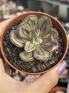 Echeveria nodulosa