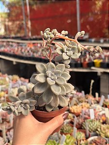 Graptopetalum ellen