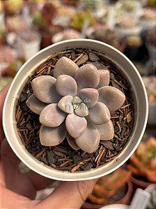 Graptopetalum ellen