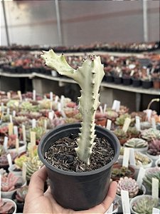 Euphorbia lactea variegata